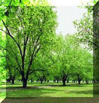 Ray Griffith Pecan Orchard